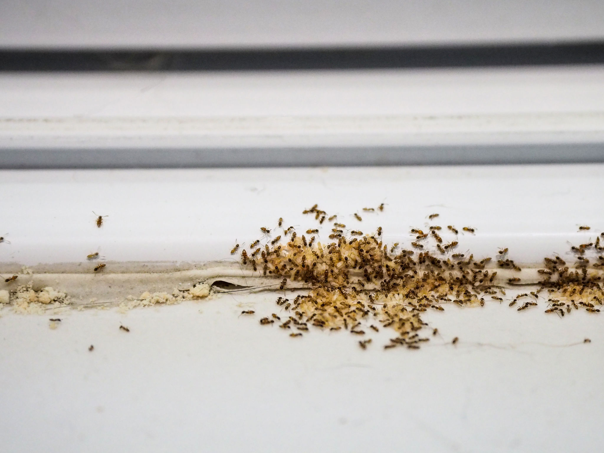 home pest inspection