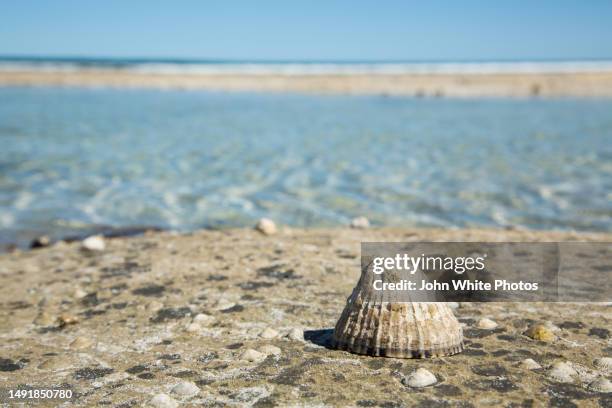Shell Eyre Streaky Bay South Australia Photos and Premium High Res Pictures ...