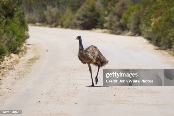 emu walking on a country road. eyre peninsula. south australia. - émeu photos et images de collection