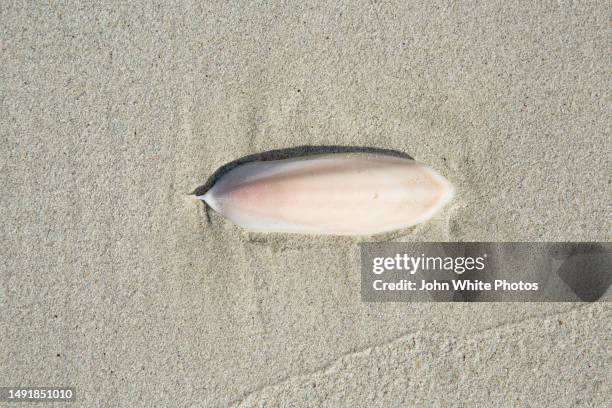 Shell Eyre Cuttle Fish Shell Photos et images de collection - Getty Images