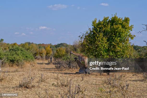 Do Giraffes Lay Down Photos and Premium High Res Pictures - Getty Images