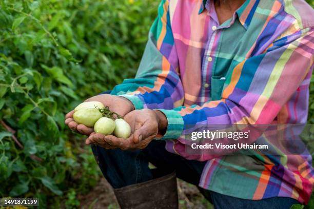 farmer and tomato garden. - homegrown produce foto e immagini stock