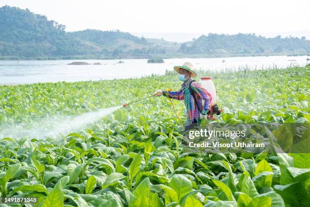 farmer spraying chemical or fertilizer on tobacco plants. - onkruidverdelger stockfoto's en -beelden