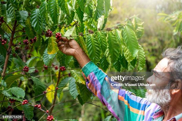 agriculture picking coffee in plantations. - coffee bean sprout stock pictures, royalty-free photos & images