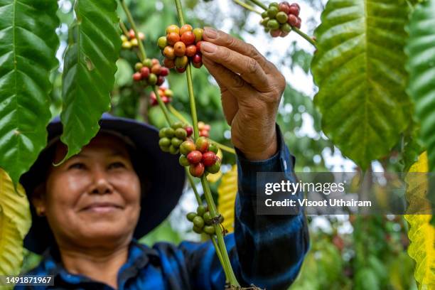 farmer is harvesting ripe coffee beans from branch in plantation 100% organic farm. - cafeto fotografías e imágenes de stock