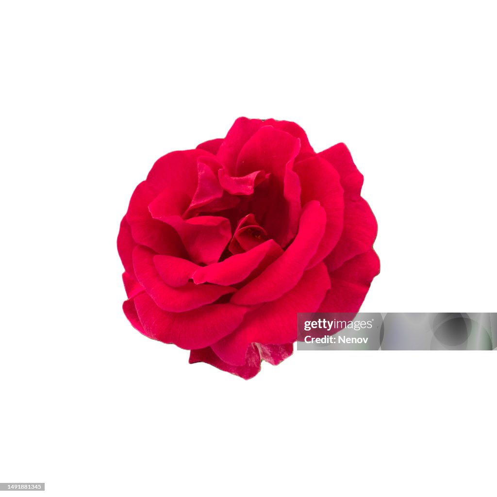 Blooming Red Rose Isolated On White Background