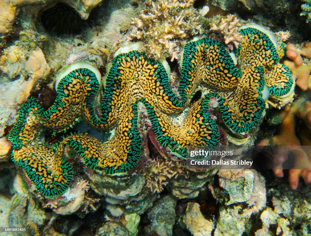Looped Clam Beautiful Giant Clam At Tubod Marine Sanctuary On Siquijor Island High ...