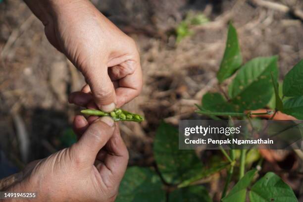 vigna radiata, green bean - a womans vigna imagens e fotografias de stock