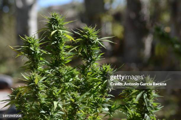 an outdoor marijuana plant ready to offer fun - legalisering bildbanksfoton och bilder