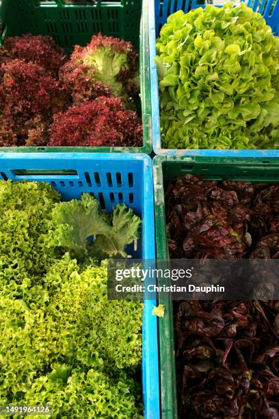 lettuce variety. - krulandijvie stockfoto's en -beelden