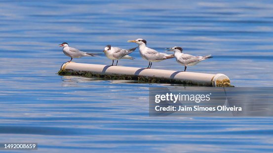 Cabot's Tern (Thalasseus acuflavidus) and  Common Tern (Sterna hirundo)