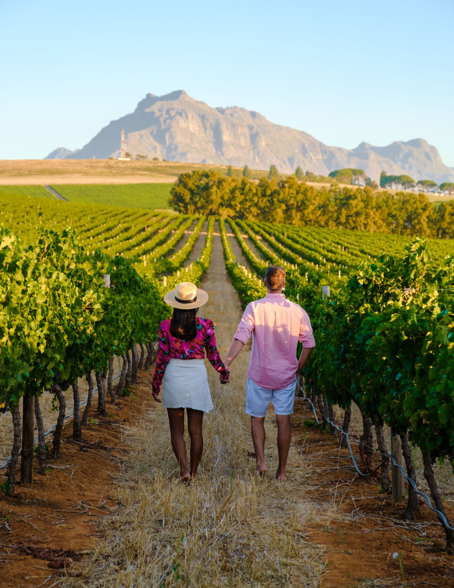 soil diversity vineyards
