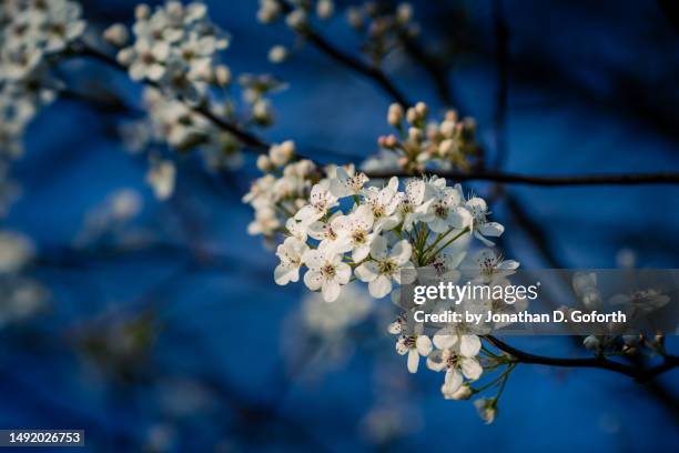 Spring Looking E 1,831,092 New Spring Stock Photos, High-Res Pictures, and Images ...