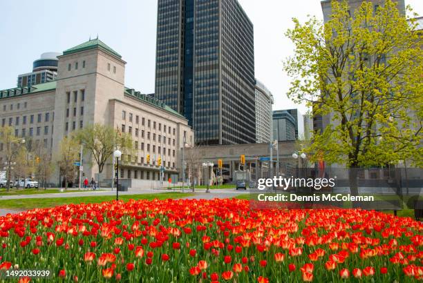 tulips in city park along wellington street, spring time, ottawa, ontario, canada - ottawa tulips stock pictures, royalty-free photos & images