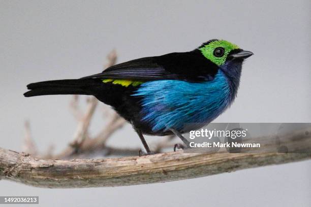 paradise tanager - paradise tanager stock pictures, royalty-free photos & images