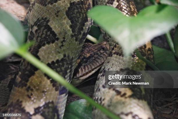 madagascar tree boa snake - madagascar boa stock pictures, royalty-free photos & images