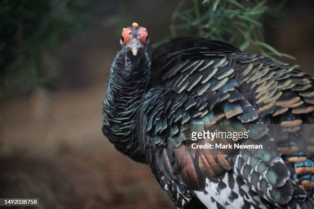 ocellated turkey - ocellated turkey stock pictures, royalty-free photos & images
