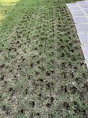 Lawn after core aeration