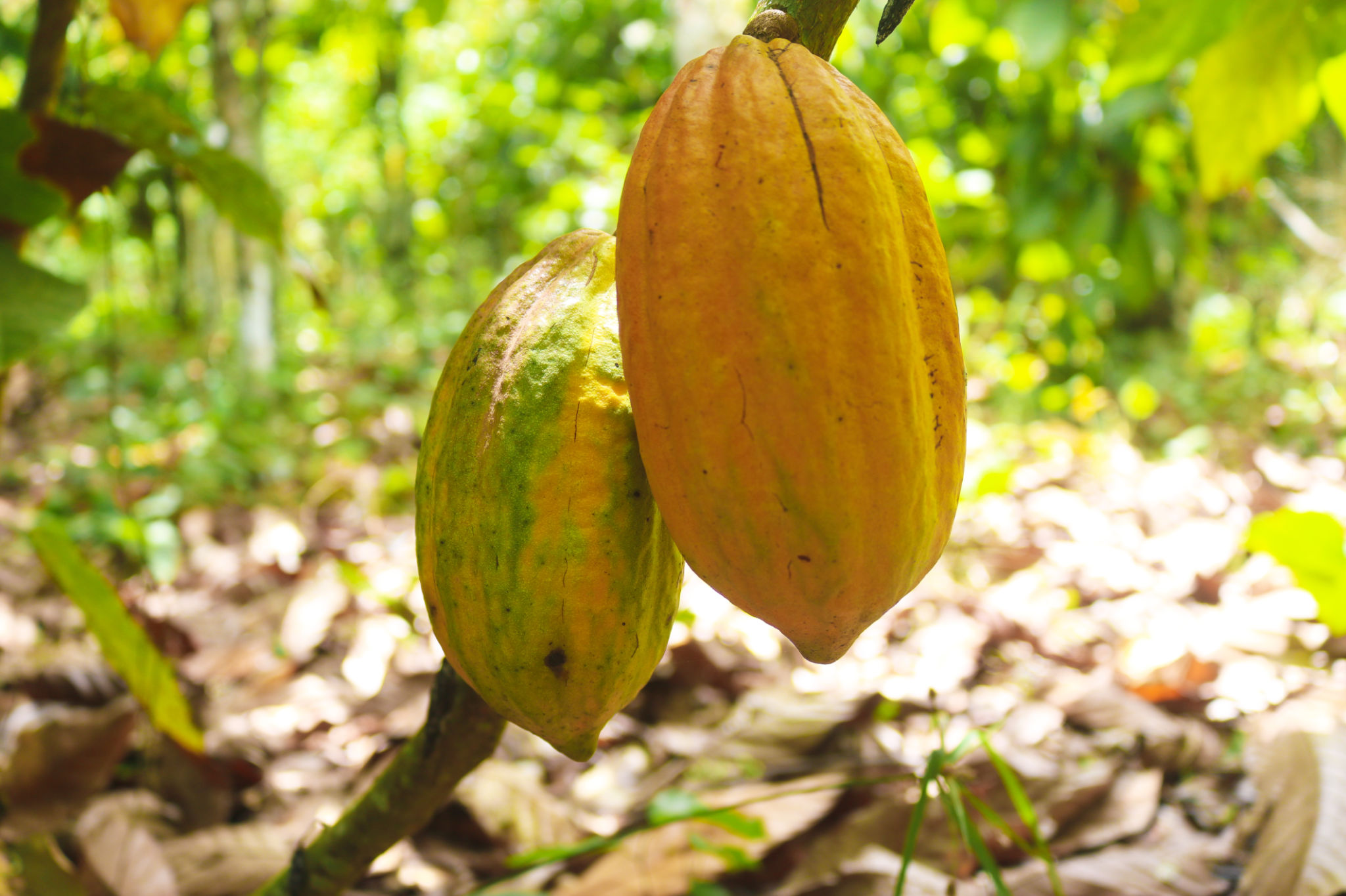 agriculture Côte d'Ivoire