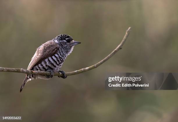 white-barred piculet - otamendi stock pictures, royalty-free photos & images