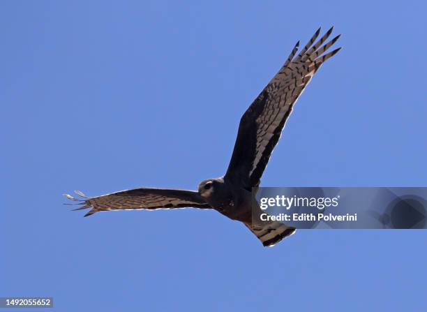 long-winged harrier - otamendi stock pictures, royalty-free photos & images