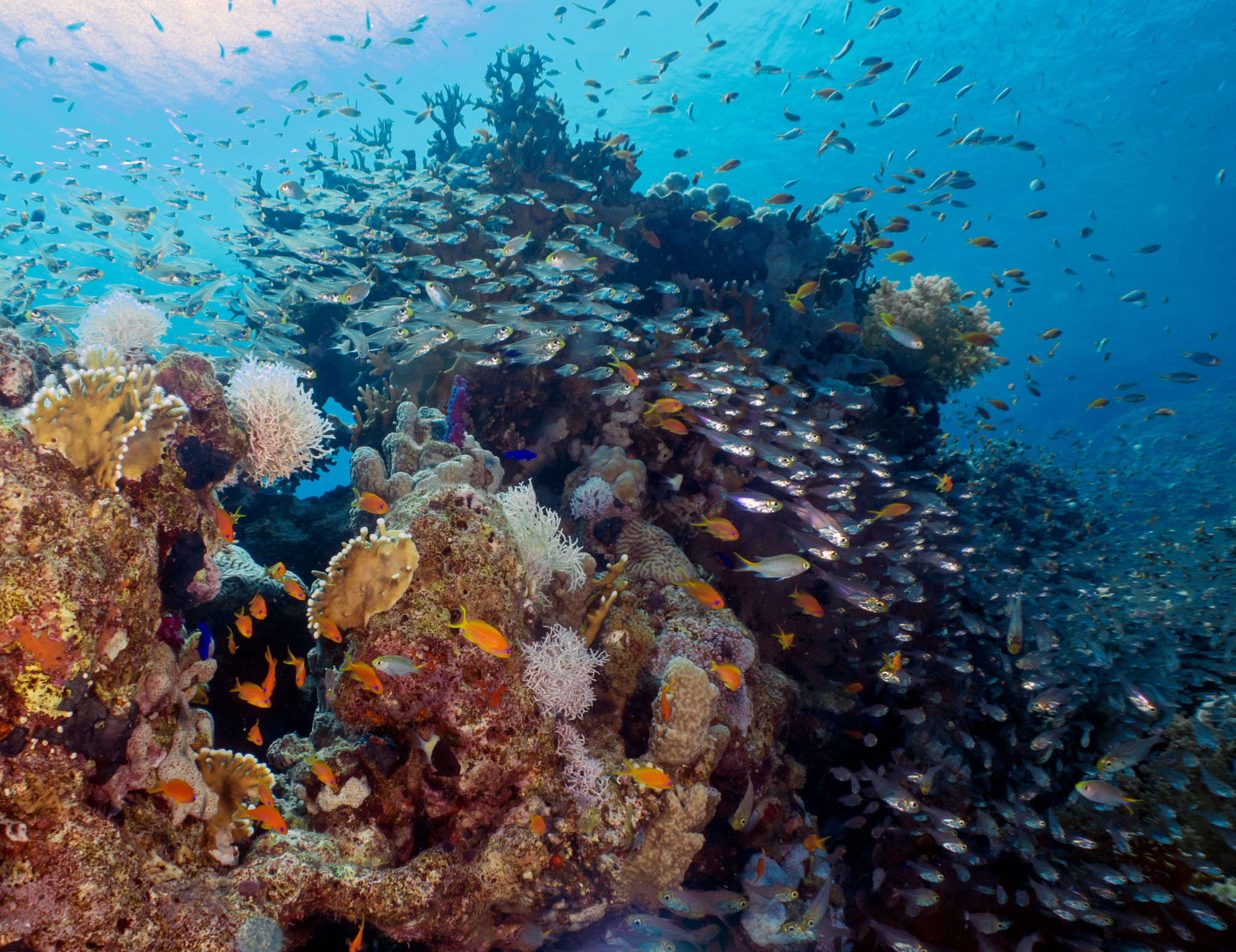 Pygmy Sweepers aka Glassfish (parapriacanthus ransonneti) in the Red Sea, Egypt Pygmy Sweepers aka Glassfish (parapriacanthus ransonneti) in the Red Sea, Egypt