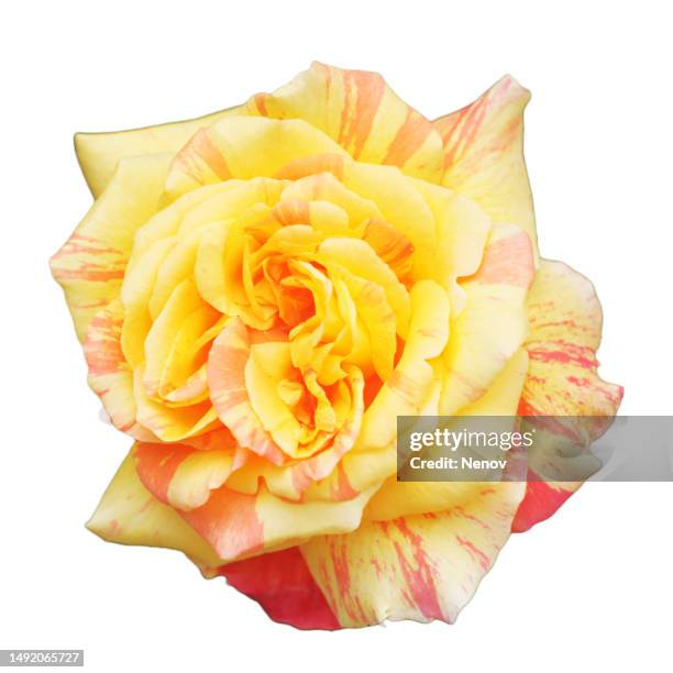 blooming yellow-pink rose isolated on white background - single rose stock pictures, royalty-free photos & images