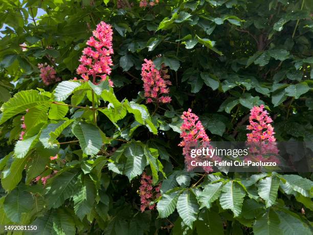 aesculus hippocastanum tree and flowers at springtime - picture of a buckeye tree stock pictures, royalty-free photos & images