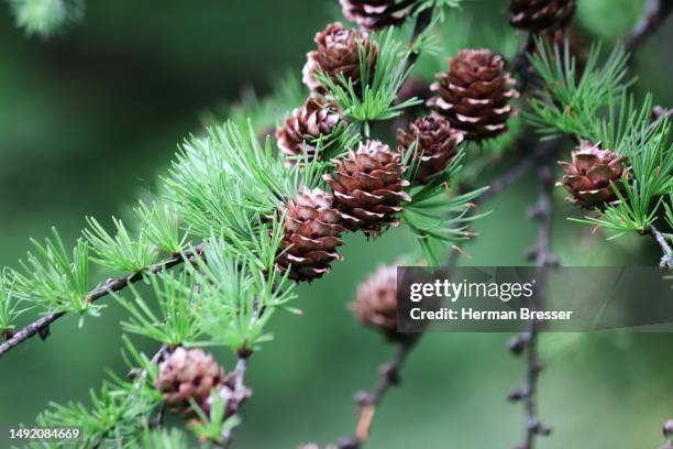 japanese larch cones - pine cone stock pictures, royalty-free photos & images
