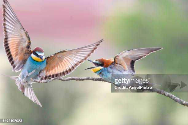a bee-eater perched on a branch reprimands an intruder who wants to perch next to him. - bee eater stock pictures, royalty-free photos & images