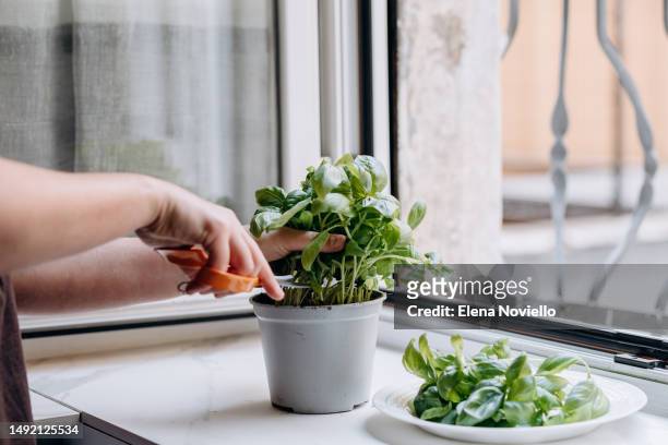woman hands takes homegrown organic basil - basil stock pictures, royalty-free photos & images
