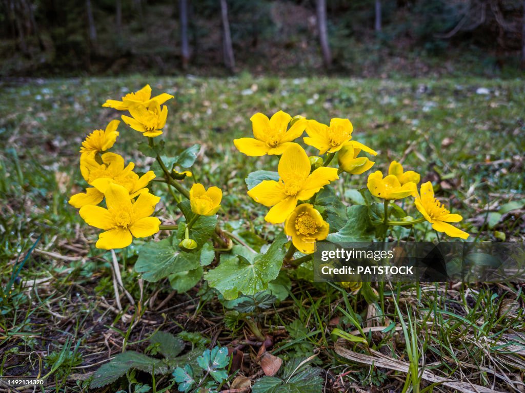 Marsh marigold flowers blossoming