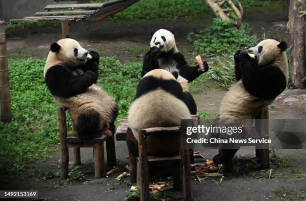 Four giant pandas sitting on chairs enjoy their refreshments at Chongqing Zoo on May 21, 2023 in Chongqing, China.