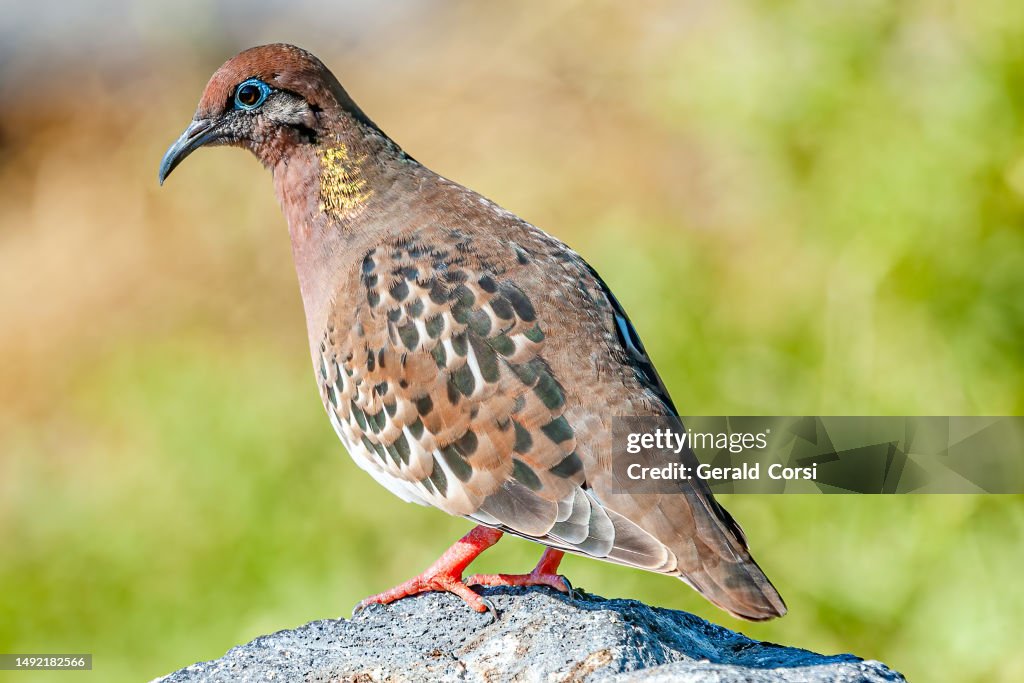 Galapagos Dove, Zenaida galapagoensis, Punta Suarez; Hood Island; Espanola Island; Galapagos Islands; Galapagos; Ecuador
