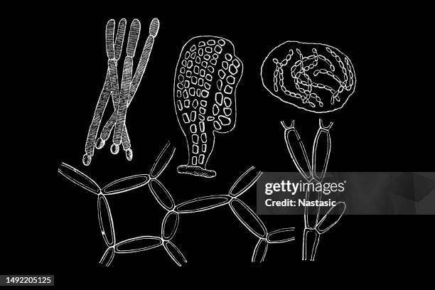 verschiedene arten von bactreias - bacillus cereus stock-grafiken, -clipart, -cartoons und -symbole