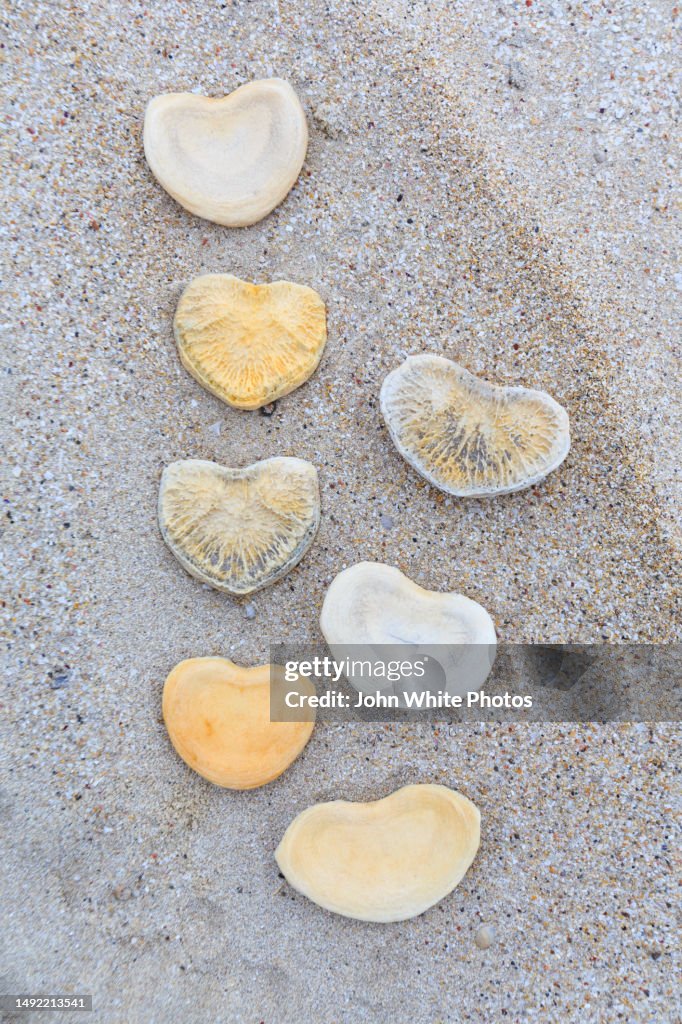 Sc Shaped Shell Heart Shaped Shells In Sand Dunes Harsh And Dry Environment Lincoln ...