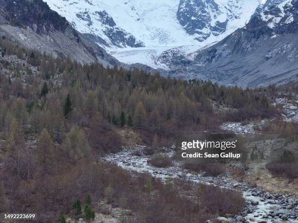 In this aerial view trees grow in a rocky basin around a river of meltwater. With the receding Morteratsch glacier, once filled completely, seen in...