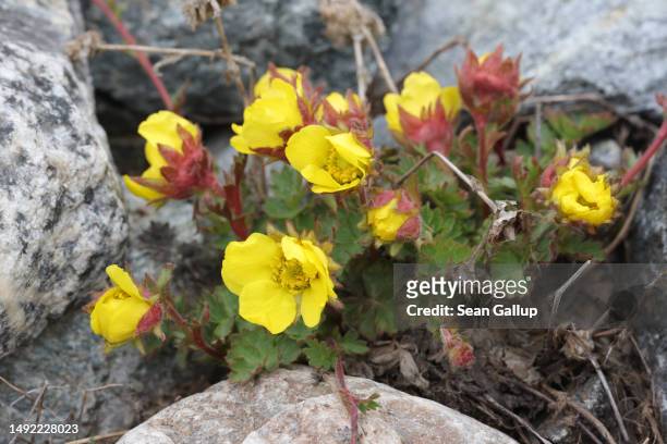 Shrubby cinquefoil blossoms on rocky terrain once covered by the receding Morteratsch glacier on May 21, 2023 near Pontresina, Switzerland. The...