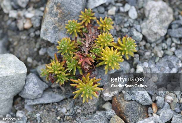 Carpet sedum grows on rocky terrain once covered by the receding Morteratsch glacier on May 21, 2023 near Pontresina, Switzerland. The Morteratsch...