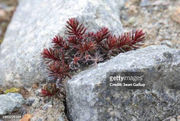 Plant, possibly Pallas , grows on rocky terrain once covered by the receding Morteratsch glacier on May 21, 2023 near Pontresina, Switzerland. The...
