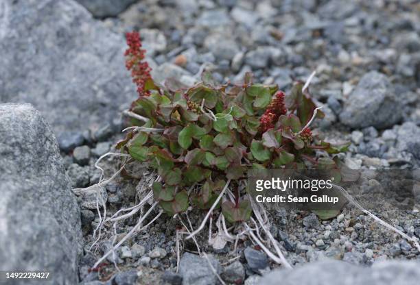 Oxyria sinensis grows on rocky terrain once covered by the receding Morteratsch glacier on May 21, 2023 near Pontresina, Switzerland. The Morteratsch...