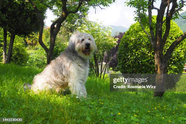 bergamasco sheepdog in natural surroundings - bergamasco sheepdog stock pictures, royalty-free photos & images