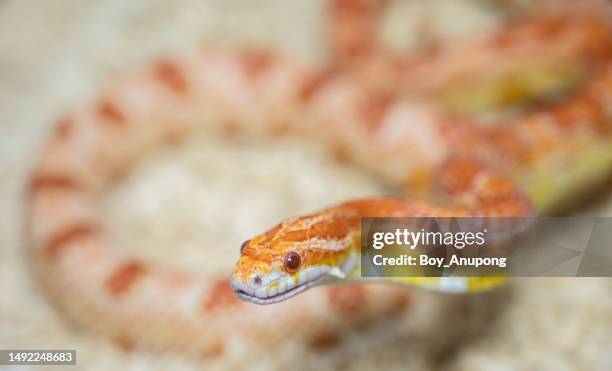 headshot of corn snake. - corn snake stockfoto's en -beelden