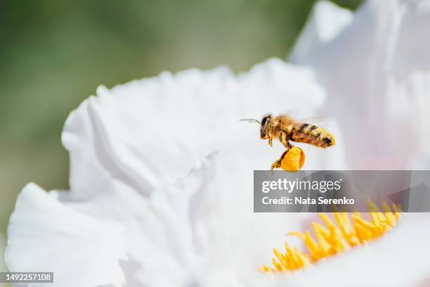 close up of flying honey bee collecting bee pollen from blossom. - polinización fotografías e imágenes de stock
