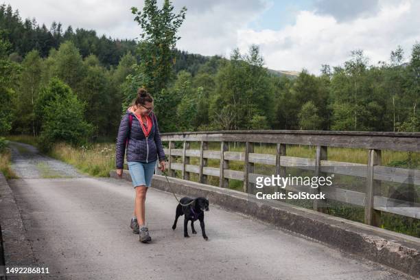 a relaxing stroll - august dog stock pictures, royalty-free photos & images