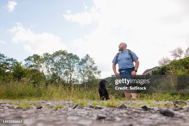 the great outdoors - shaved dog stock pictures, royalty-free photos & images