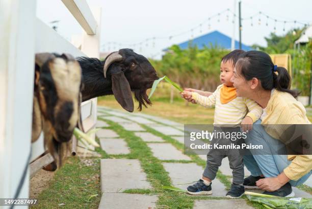 encantadora madre asiática y adorable bebé alimentando cabra pequeña en la granja juntos. niño pequeño acariciando animales con su madre. experiencia de animales bebés jóvenes al aire libre aprendiendo concepto de relación familiar. - kund fotografías e imágenes de stock