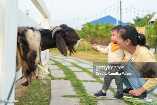 lovely asian mother and adorable baby boy feeding little goat on the farm together. little toddler boy petting animals with his mother. young baby animal experience outdoor learning family relation concept. - kind 個照片及圖片檔