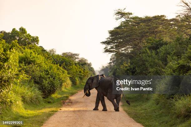 african elephant crossing dirt road in national park. - elephant calf stock pictures, royalty-free photos & images