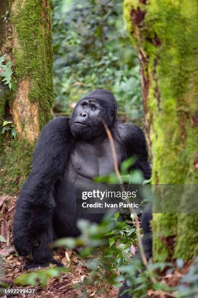 black gorilla in the wilderness. - rwanda stock pictures, royalty-free photos & images